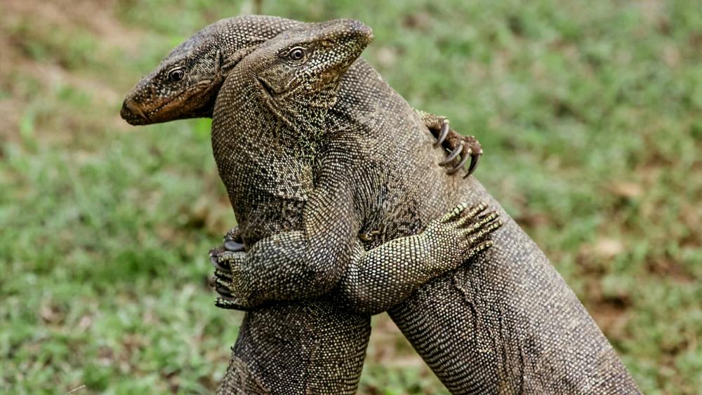 Lizard hug wallpaper