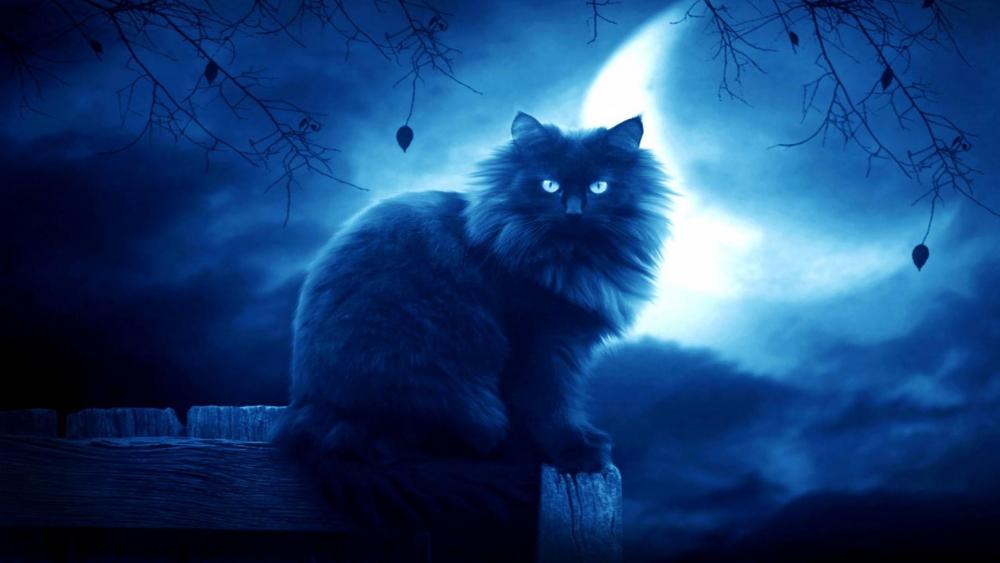 Cat in the moonlight wallpaper