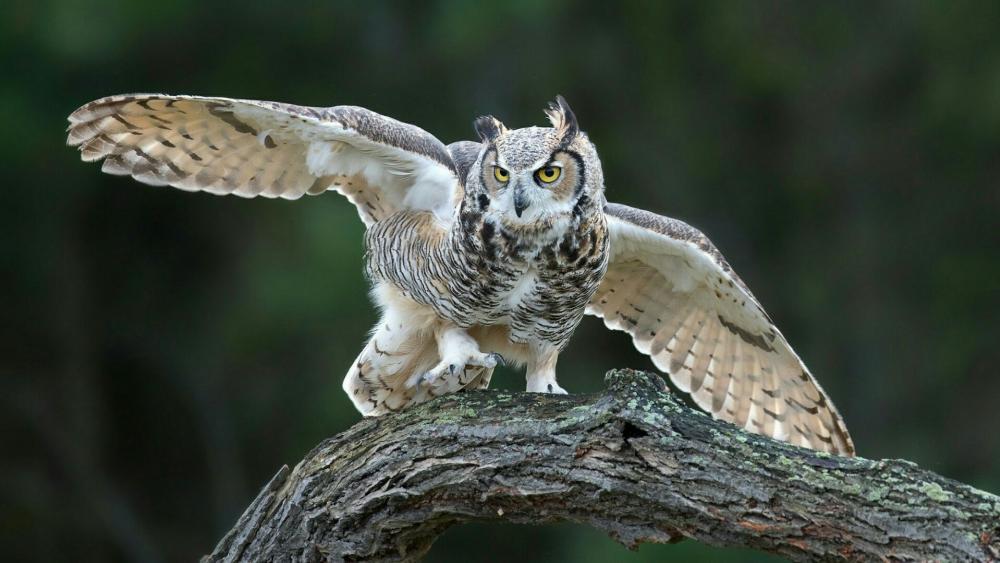 Eurasian eagle-owl wallpaper