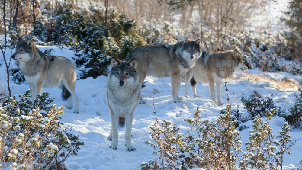 Winter wolves wallpaper