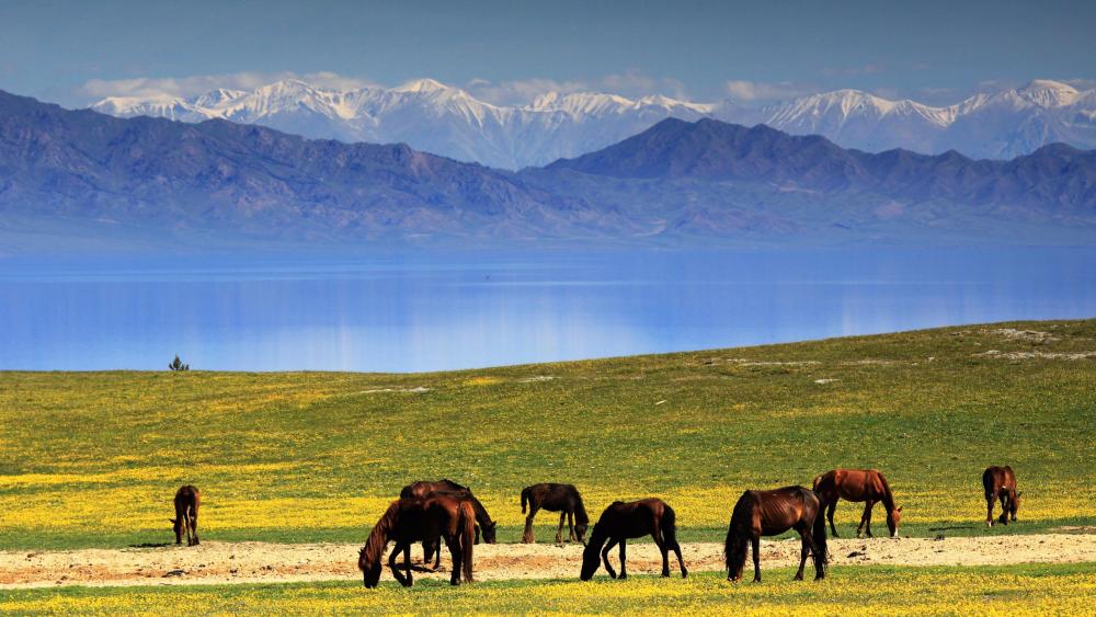 Horses in the Ili Grassland, China wallpaper