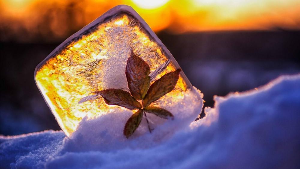 Frozen leaf on the ice wallpaper