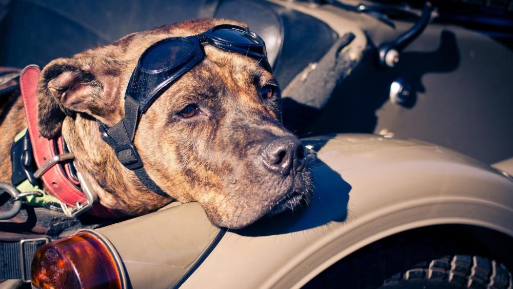 Amstaff dog in the car wallpaper