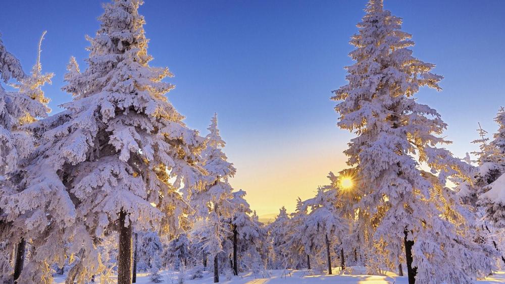 Snowy forest in the sunshine wallpaper
