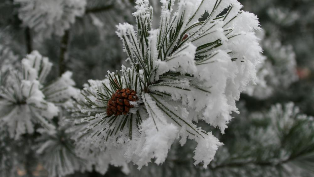 Frozen fir tree wallpaper
