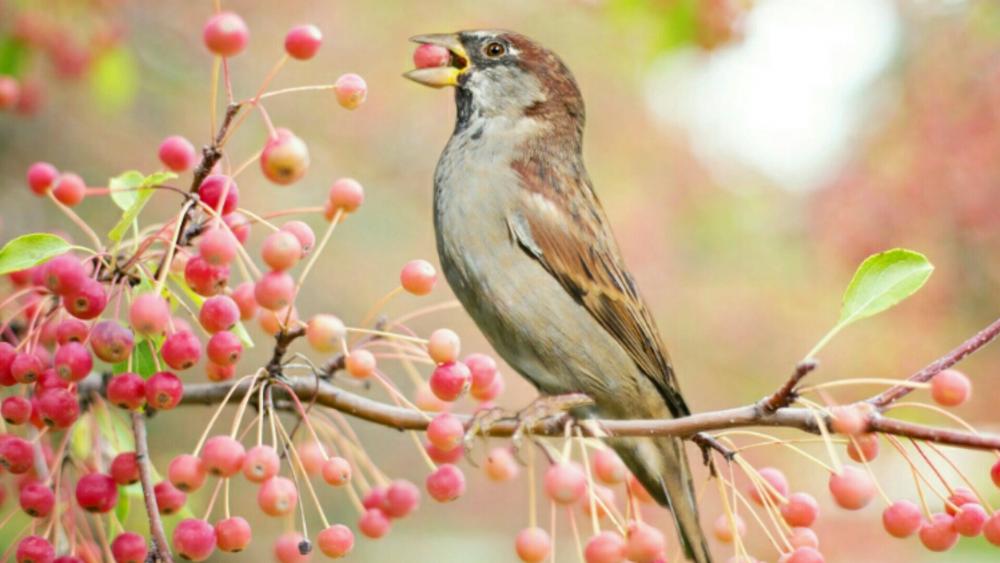 House sparrow on a twig wallpaper