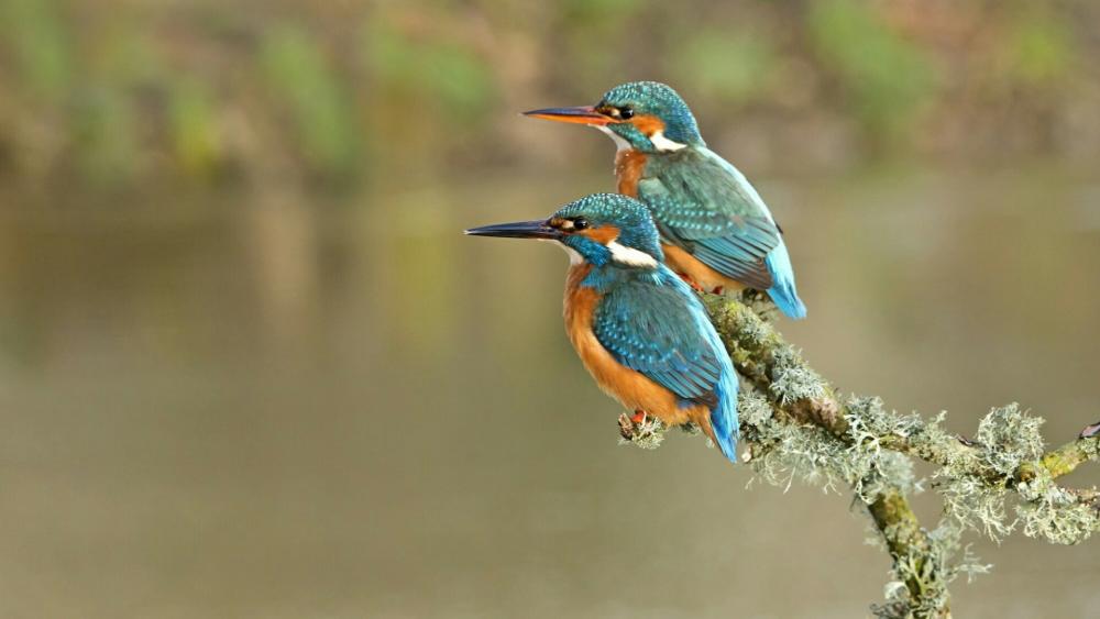 Kingfishers on a twig wallpaper