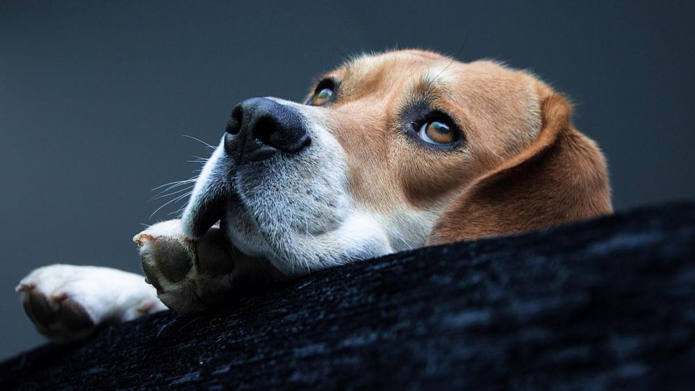 Cute Beagle wallpaper