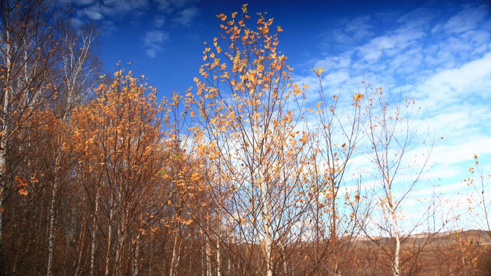 Birch forest wallpaper