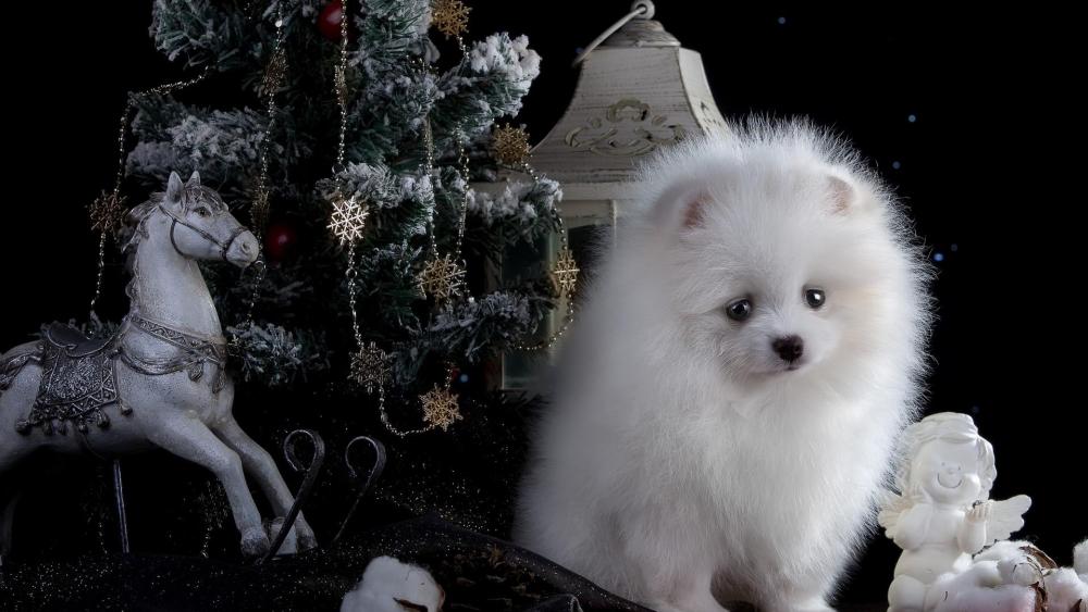 White Pomeranian dog between the Christmas tree wallpaper