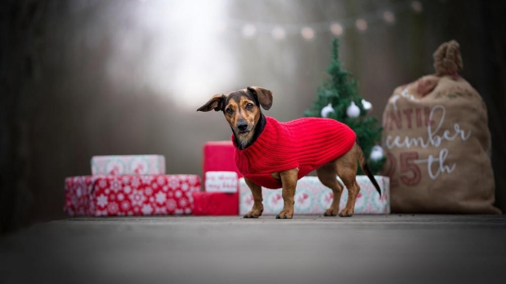 Dog with Christmas gift wallpaper