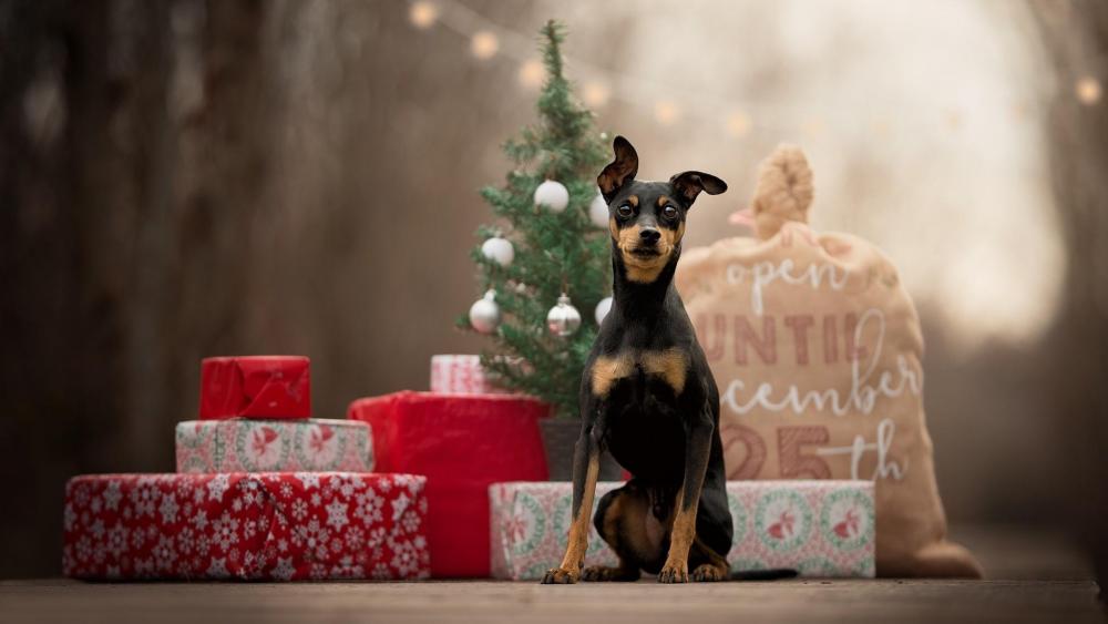 Dobermann puppy on Christmas Day wallpaper