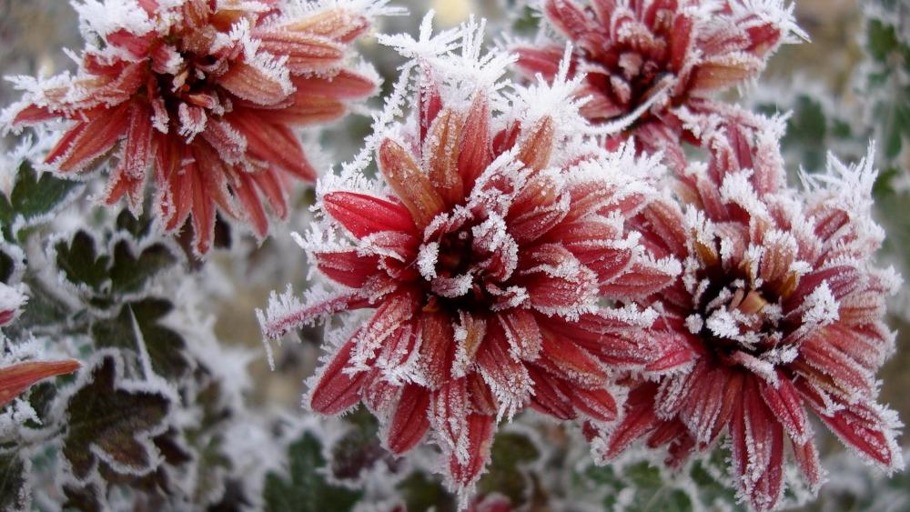 Frozen chrysanthemum wallpaper