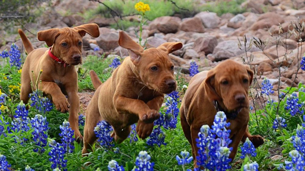 Vizsla dogs in the wildflowers wallpaper