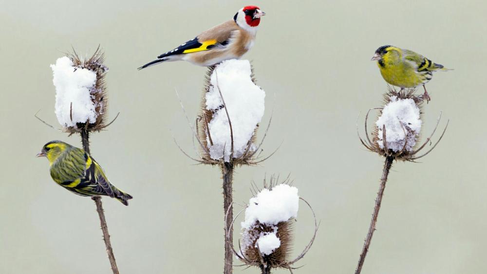 Eurasian siskin and European goldfinch wallpaper