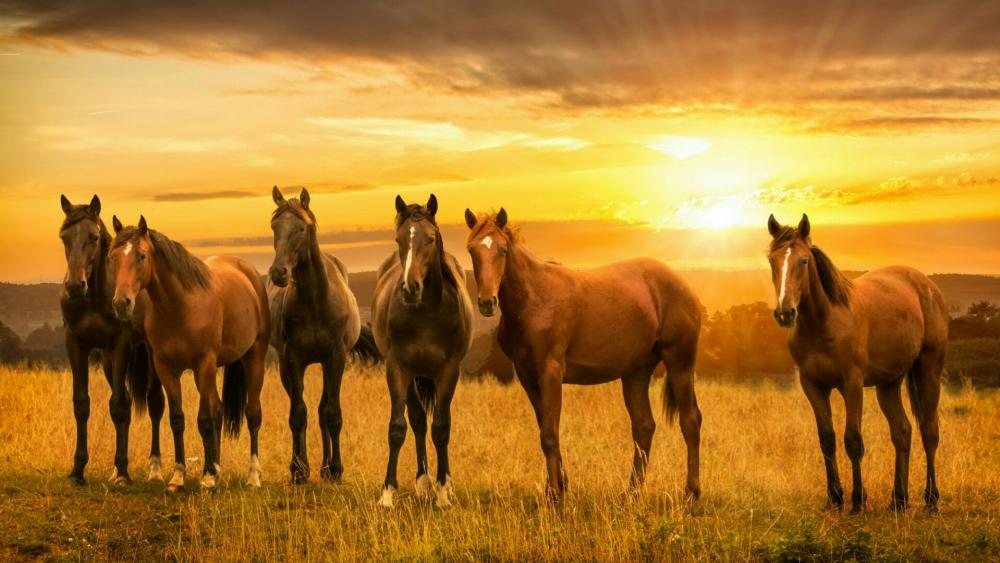 Horses in the sunset wallpaper