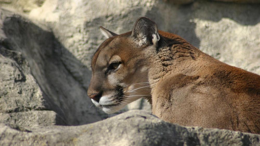 Cougar wallpaper