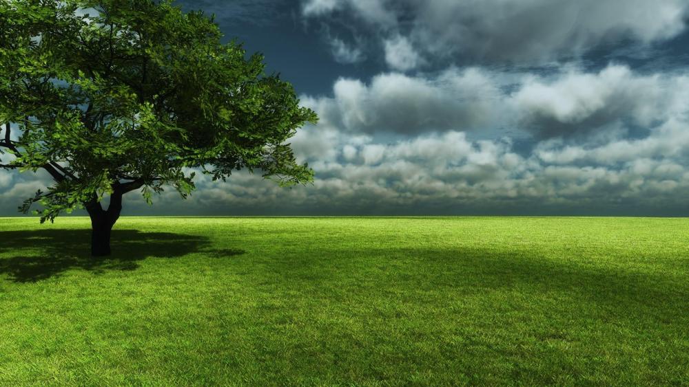 Lonely tree in the grassland wallpaper