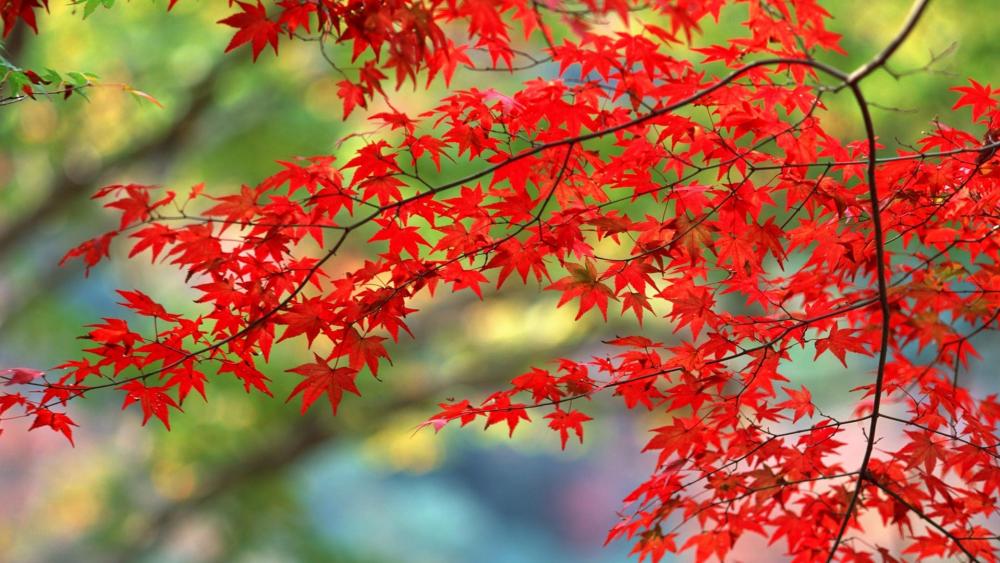 Red leaves wallpaper