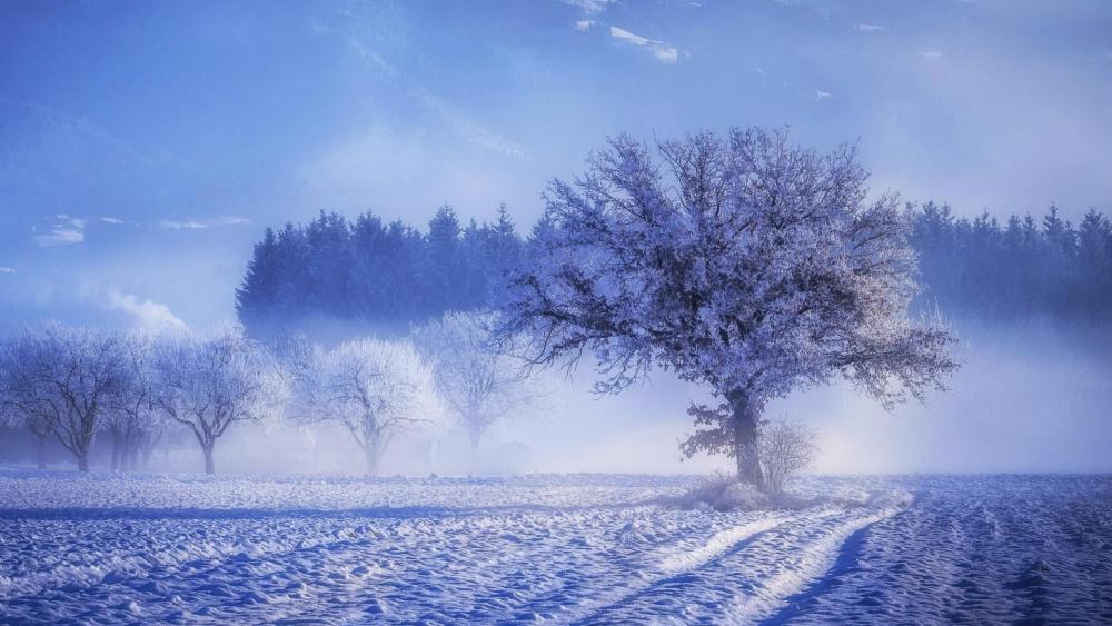 Winter landscape ❄️ wallpaper