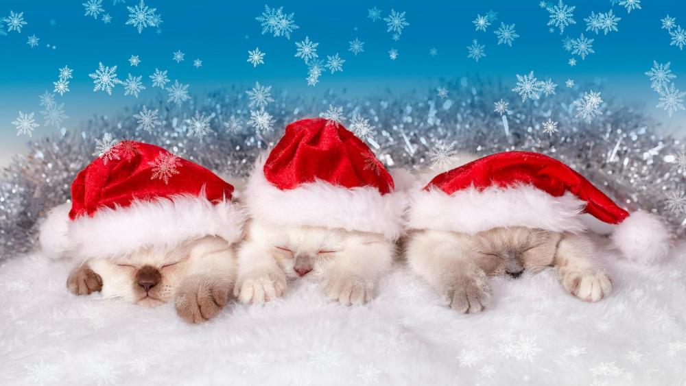 Santa Claus kitten wallpaper