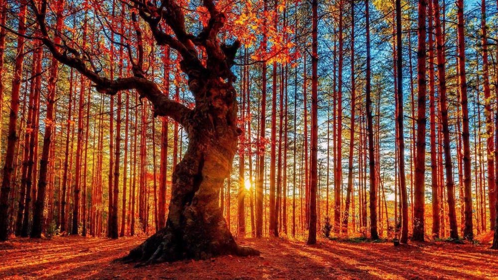 Autumn sunset in woods wallpaper