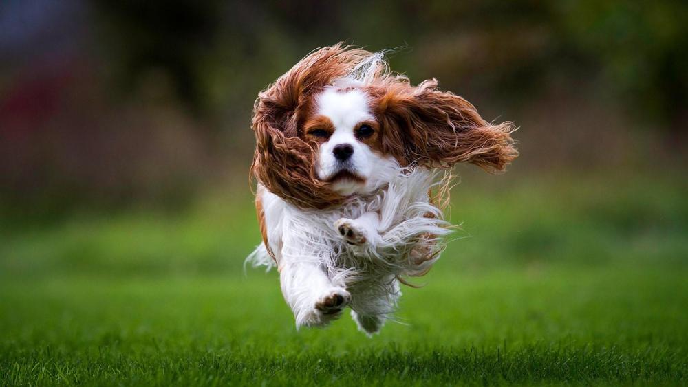 Cavalier King Charles Spaniel wallpaper