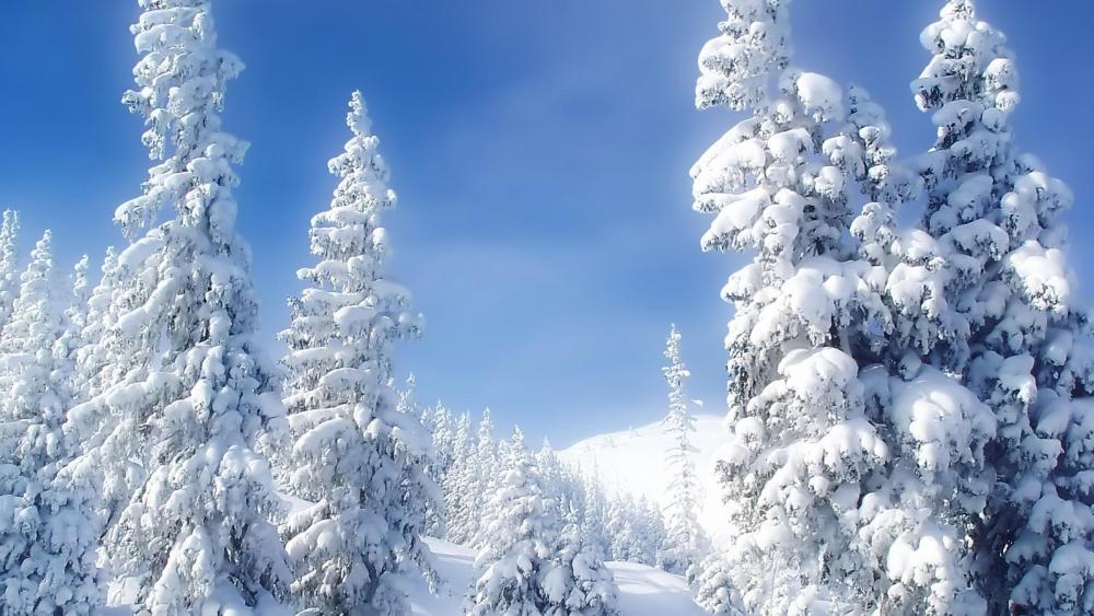 Snowy fir trees ❄️❄️ wallpaper