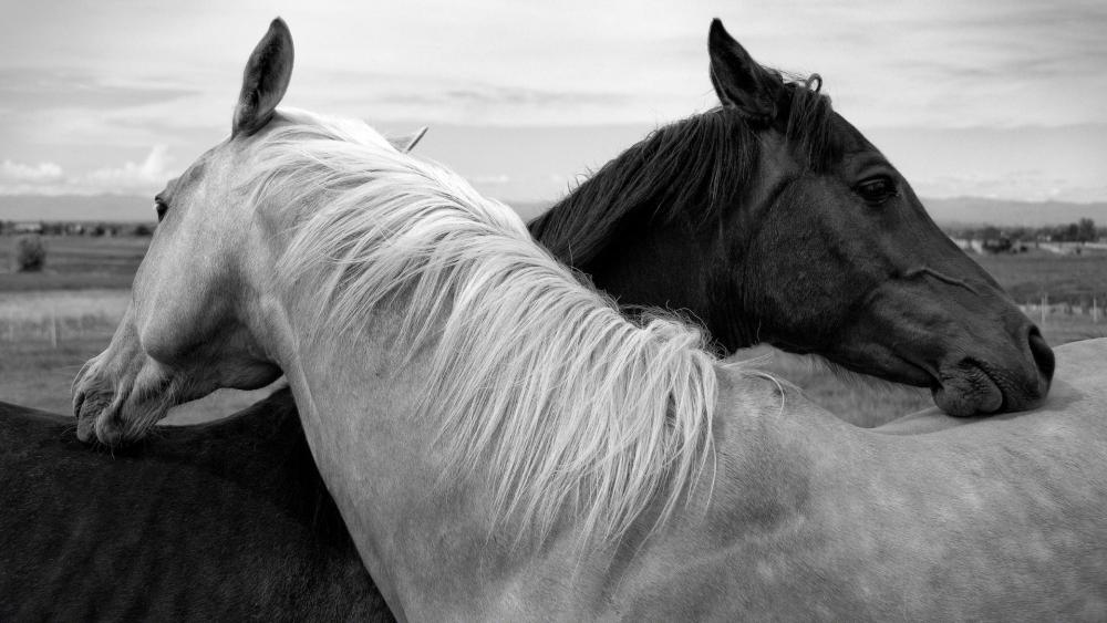Black and White Horses wallpaper