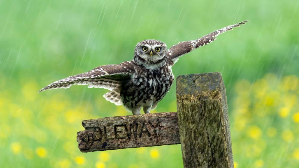 Owl in the rain wallpaper
