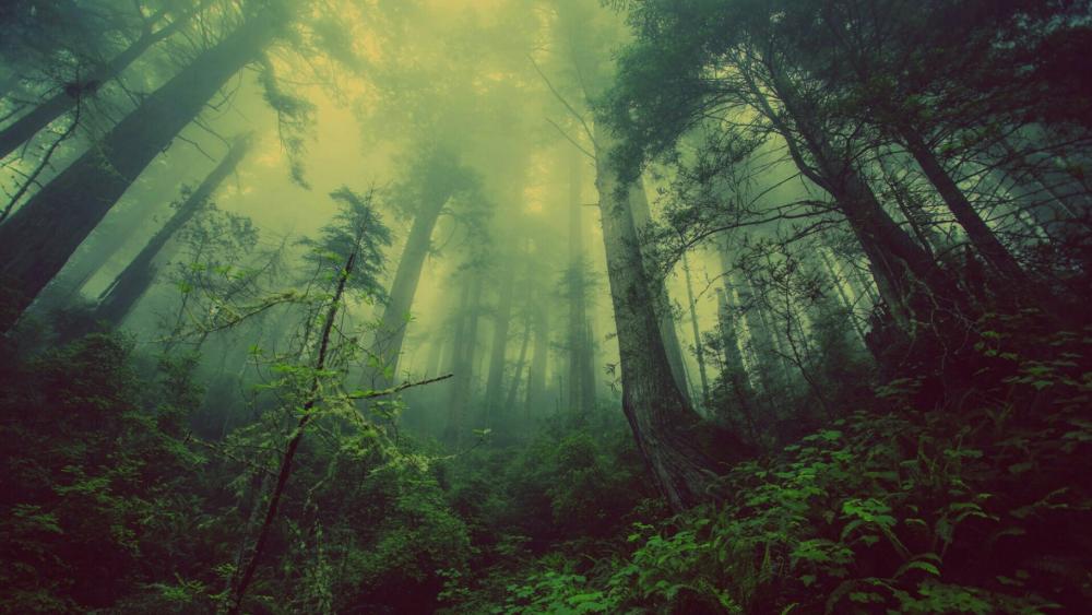 Green misty forest wallpaper