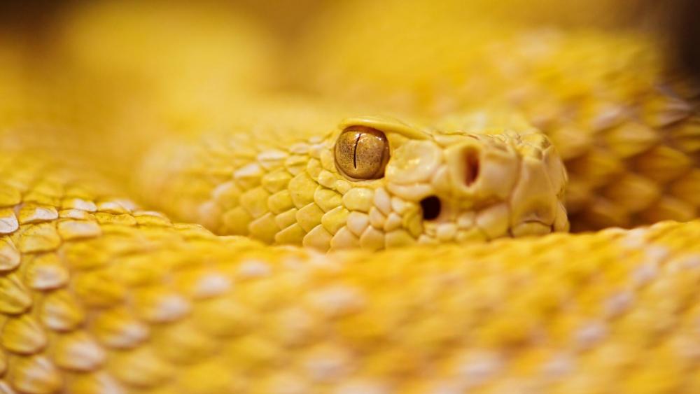 Yellow snake wallpaper