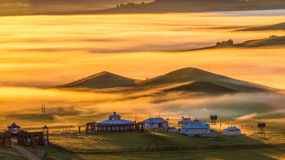 Morning on the pasture wallpaper