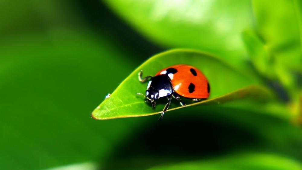 Ladybug on a leaf wallpaper