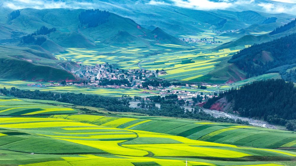 Rape flowers sea at the foot of the Qilian Mountains wallpaper