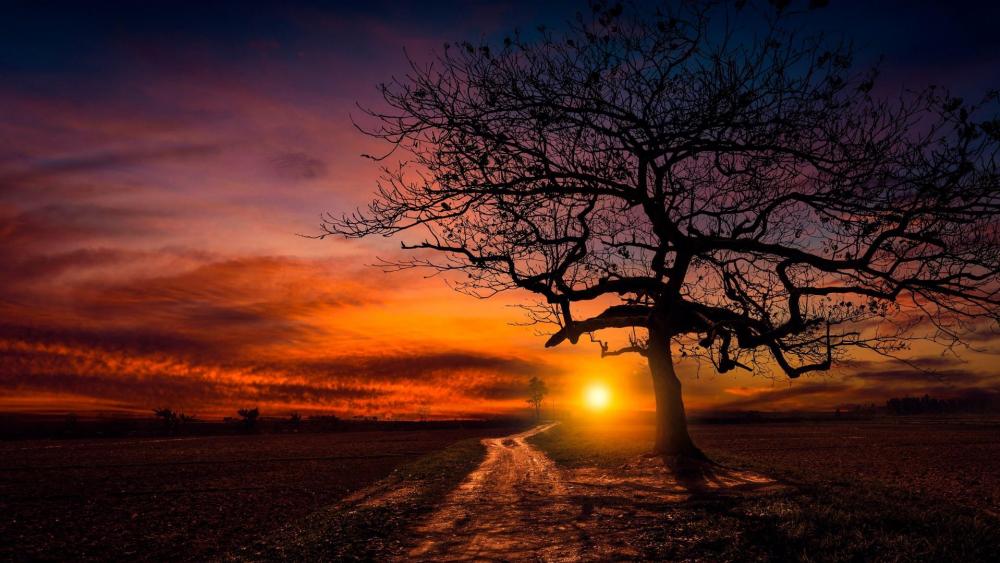 Lonely tree in the sunset wallpaper