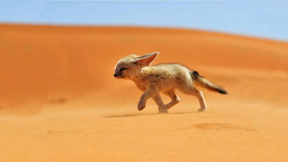 Fennec fox against the wind wallpaper