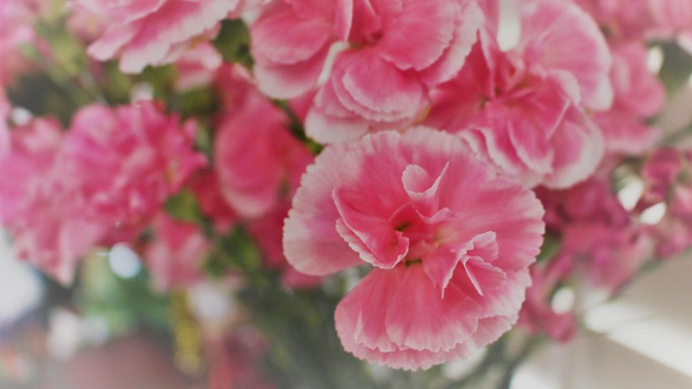 Pink Carnations wallpaper