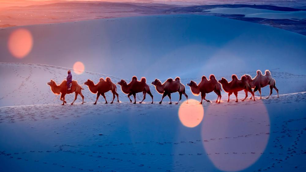 Desert camel team wallpaper