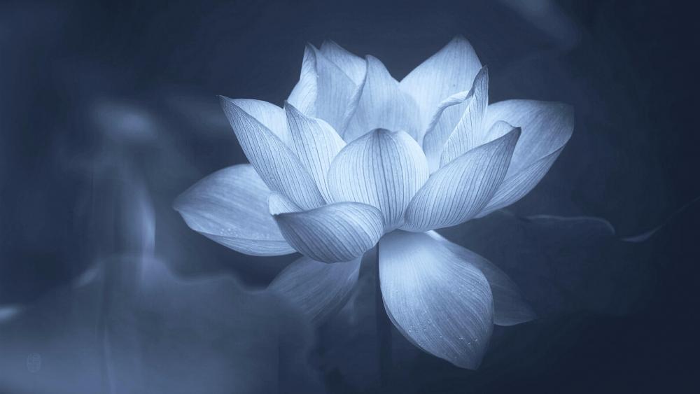 Lotus flower - Monochrome photography wallpaper