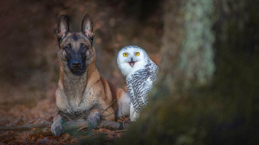 Malinois Belgian Shepherd dog with a white owl wallpaper
