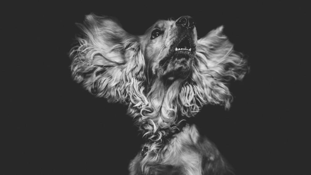 Cocker spaniel - Monochrome photography wallpaper