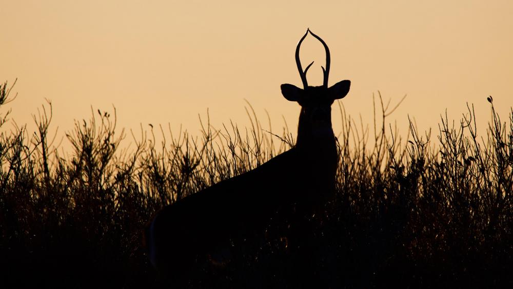 Deer silhouette wallpaper
