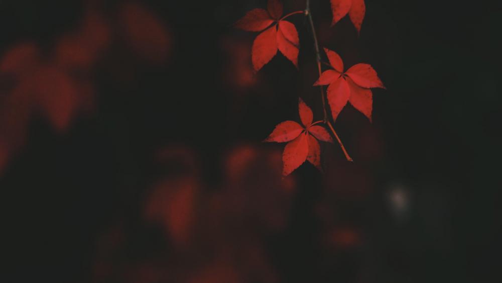 Red leaves wallpaper