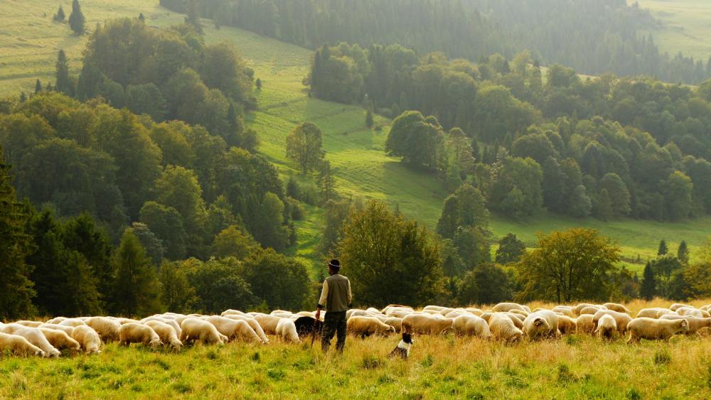 Sheep shepherd wallpaper