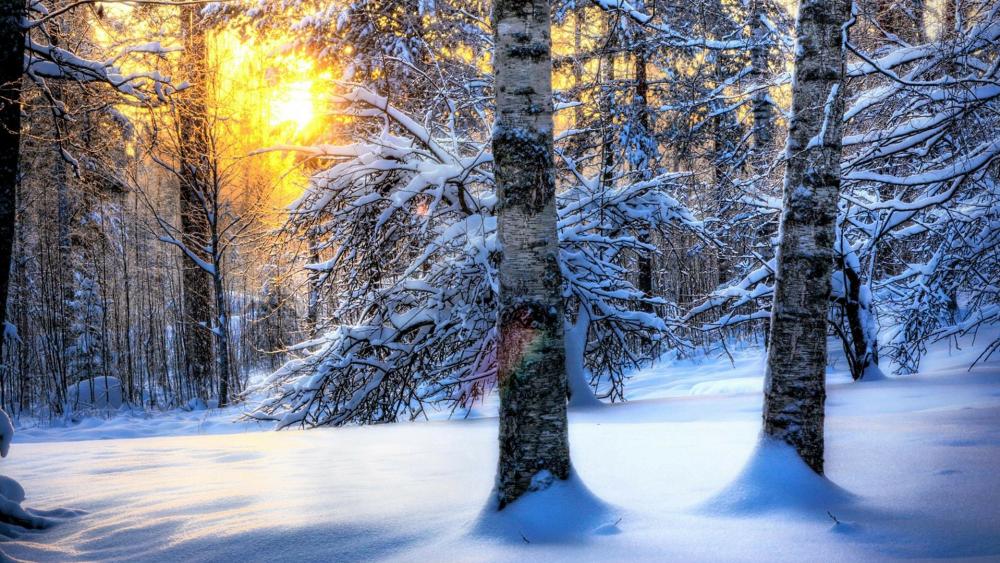 Morning in the winter forest wallpaper