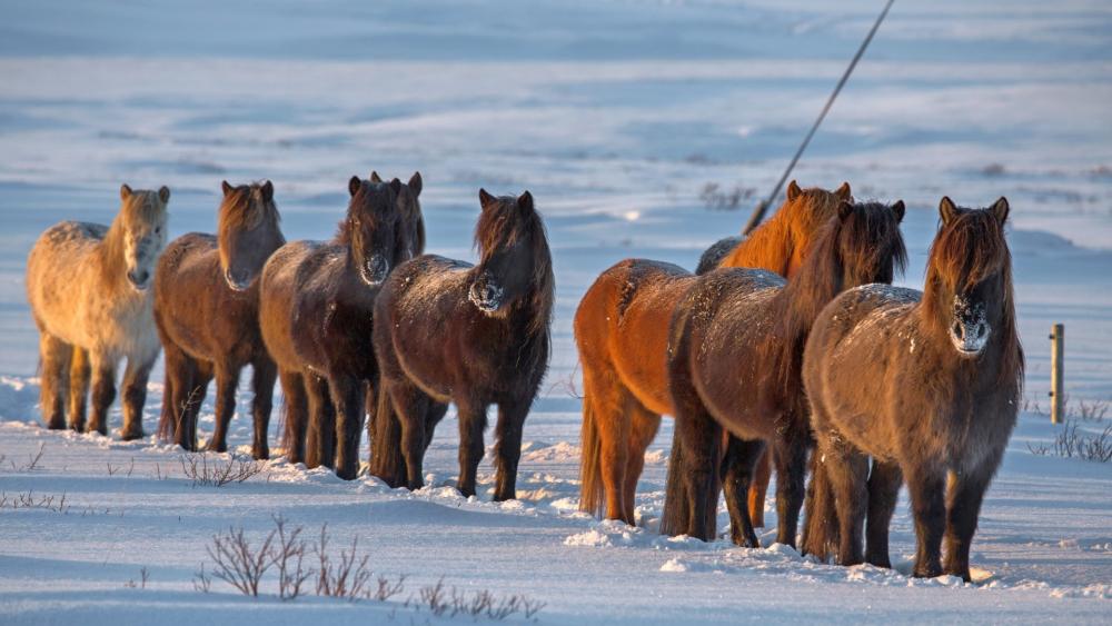 Icelandic horse herd wallpaper