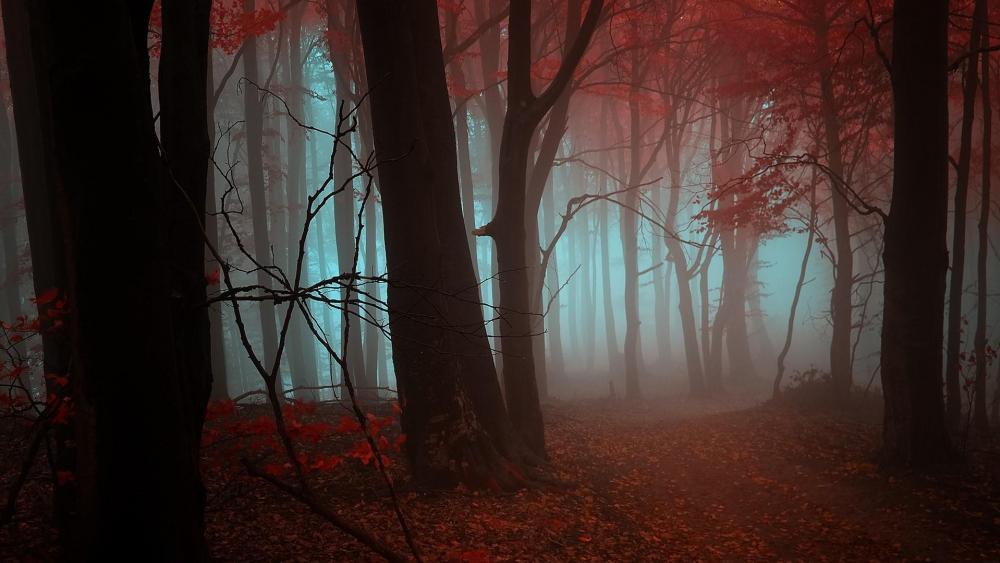 Autumn forest in the mist wallpaper