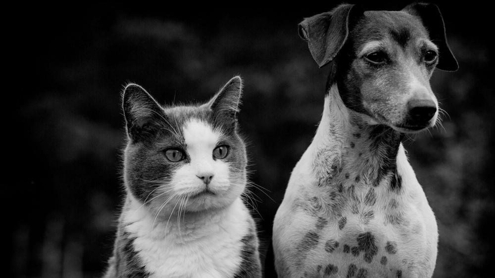 Cat and dog - Monochrome photography wallpaper