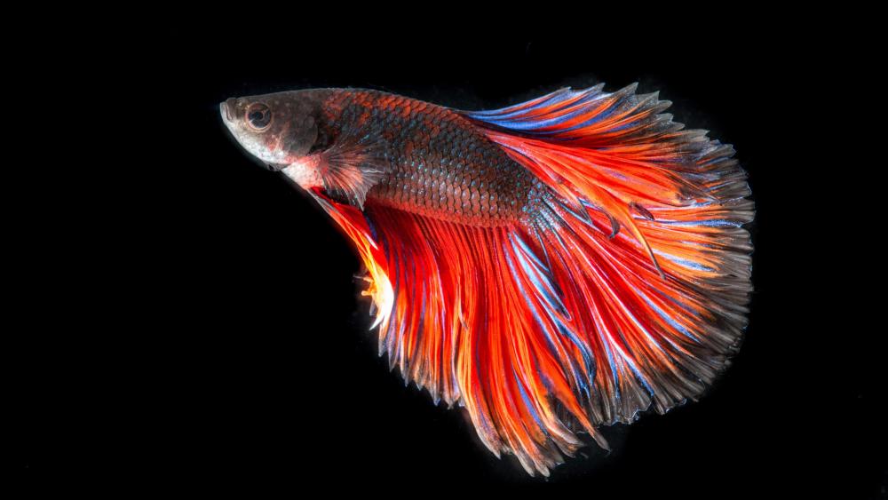 Bright fighting fish wallpaper